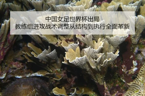 zhong-guo-nv-zu-shi-jie-bei-chu-ju-jiao-lian-zu-jin-gong-zhan-shu-tiao-zheng-cong-jie-gou-dao-zhi-xing-quan-mian-ge-xin-2-541.jpg